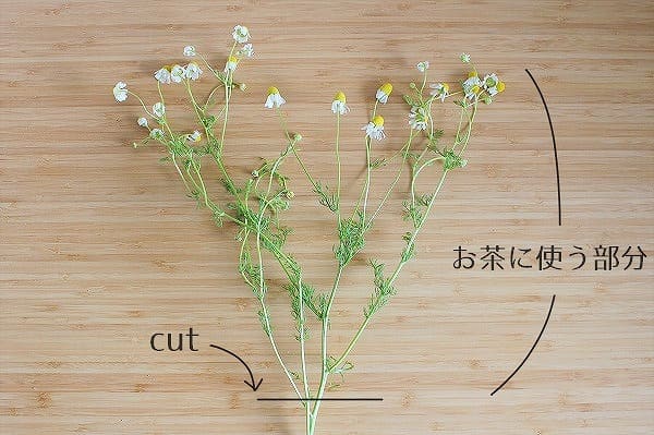 カモミールティーの作り方 おいしく作る方法 葉と茎の利用法もご紹介